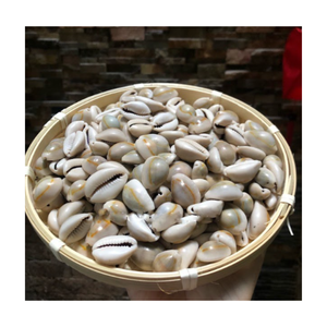 Conchas de cauri naturales de alta calidad de concha de cauri Producto de concha marina natural de Vietnam con el mejor precio/Concha de cauri - Product Image 1