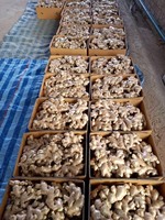 样品免费1千克鲜姜价格淡黄色老鲜姜越南香料出口商各种尺寸好价格OEM-ANNA DO
