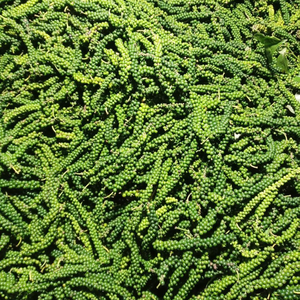 พริกไทยเขียวแช่แข็งแบบ IQF |   สะอาด สดใหม่ และพร้อมสำหรับการแปรรูป - Product Image 5