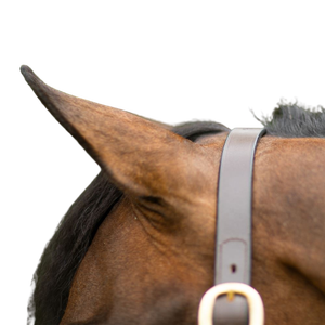 Vente en gros OEM Premium Quality Leather Equestrian English Halter pour l'entraînement d'équitation Commande en gros à bas prix - Product Image 3