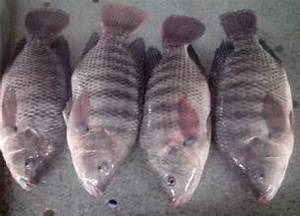 ÉTIQUETTE PROPRE POISSON ENTIER TILAPIA NOIR CONGELÉ DE QUALITÉ SUPÉRIEURE RICHE EN NUTRIMENTS NATURELS POUR UNE RÉGIME ÉQUILIBRE ET UN SOUTIEN-ÊTRE - Product Image 6