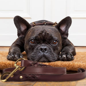 Collares de cuero marrón hechos a mano para perros, ajustables, duraderos, cómodos, con hebilla de metal, tamaños para perros pequeños y grandes - Product Image 6