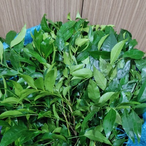 Fournisseur en gros d'exportation de feuilles de Clausena Indica congelées du Vietnam - Product Image 1