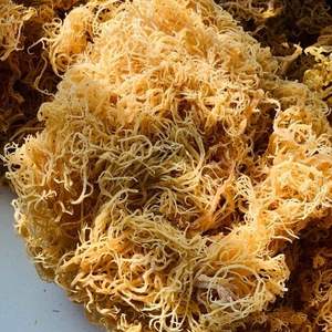 OEM PACKAGING DRIED IRISH <b>MOSS</b> PURE <b>NATURAL</b> BULK EXPORT - Product Image 5