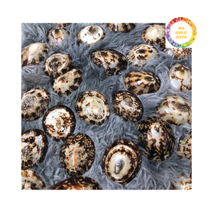 Conchas de Lapa decorativas pulidas y brillantes para temas interiores - Product Image 1