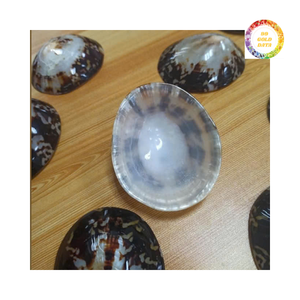 Conchas Marinas de Vietnam, Concha de Limpet, Decoración de Pared, Suministro para Exportación - Product Image 2