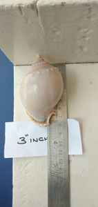 Natural Tun Shells Ideal for <b>Candle</b> Makers for Creating Scented <b>Candles</b> and Suitable for Home Decoration in Nice Shapes - Product Image 6