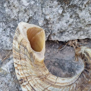 Cuernos de Oveja Reales, Cuernos Naturales Pulidos para Decoración y Manualidades, Alta Calidad - Product Image 1