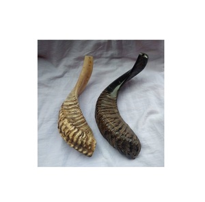 Cuerno de Shofar de Carnero 100% Natural, Hecho a Mano, el Más Vendido, Cuerno de Oveja Real para Decoración del Hogar, Artículo de Regalo, Precio al por Mayor - Product Image 1