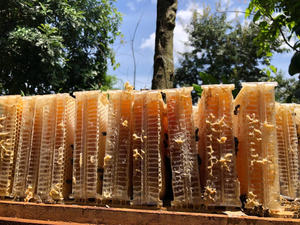 Miel pur en nid d'abeille brut naturel vietnamien pour la vente en gros et la consommation humaine - Product Image 3