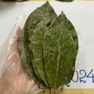 POUDRE DE FEUILLES DE GRAVIOLA SÉCHÉES NATURELLES PURES-EXPORTATION EN VRAC DU VIETNAM - Product Image 2