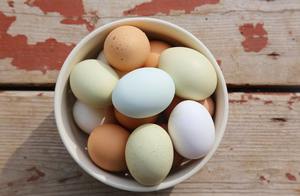 Œufs de poule frais de première qualité, coquille blanche/marron, en vente au prix de gros le plus bas - Product Image 3