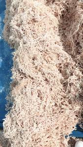 Algas marinas secas naturales amarillas y blancas SEAMOSS EUCHEUMA COTTONII Gold Data de Vietnam al mejor precio - Product Image 2