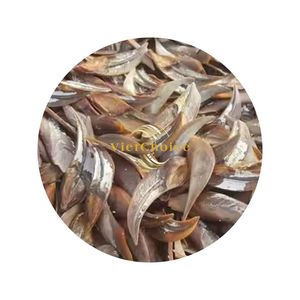 Plusieurs ventes Murex Operculum Artisanat de coquille naturelle de haute qualité de VietChoice Made In Vietnam Fabricant Livraison rapide - Product Image 1