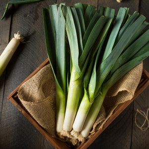 Verduras de puerro superventas de calidad superior: tallo o tallo de Allium ampeloprasum de proveedores al por mayor a granel - Product Image 1