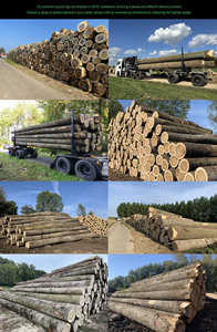Exportaciones al por mayor de madera y aserraje de abeto europeo (Larix decidua) - Product Image 6