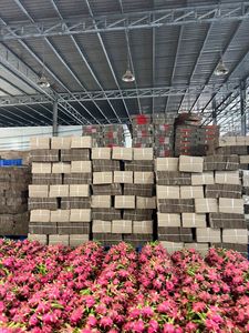 Hot Deal Pas Cher Prix Naturel Doux Rouge et Blanc Frais Dragon Fruit Prix Compétitif Prêt À L'exportation-ANNA DO WA + 84982153058 - Product Image 4