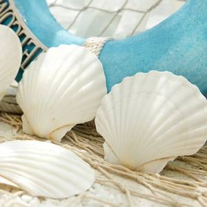 Coquilles de pétoncles naturelles Ms Sophie en vrac pour mariage, décoration intérieure et événements - Product Image 5