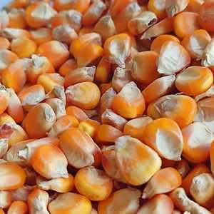 Productos agrícolas, maíz amarillo, ganado, comida - Product Image 3