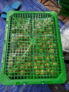 Longan Fresco de Origen Vietnamita de Primera Calidad, Sabor Dulce, Rico en Vitaminas para Exportación y Mercados Internacionales - Product Image 3