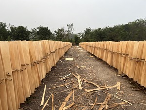 Contreplaqué à bas prix de placage de bois de caoutchouc naturel du fabricant du Vietnam pour les chaises de restaurant + 84338625625 - Product Image 6