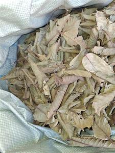 ใบฝรั่งแห้งธรรมชาติ บดละเอียด ใบอ่อน ชาใบฝรั่ง 1 ออนซ์ 7.8 ออนซ์ อบแห้งด้วยแสงแดด ผู้ผลิตขายส่ง - Product Image 2