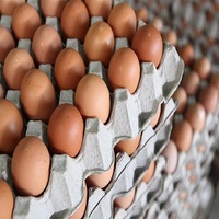 Œufs à couver Cobb 500, œufs de poulet de chair fertiles de qualité supérieure, soigneusement sélectionnés pour leur qualité et leur taux d'éclosion, livraison rapide dans tout le pays