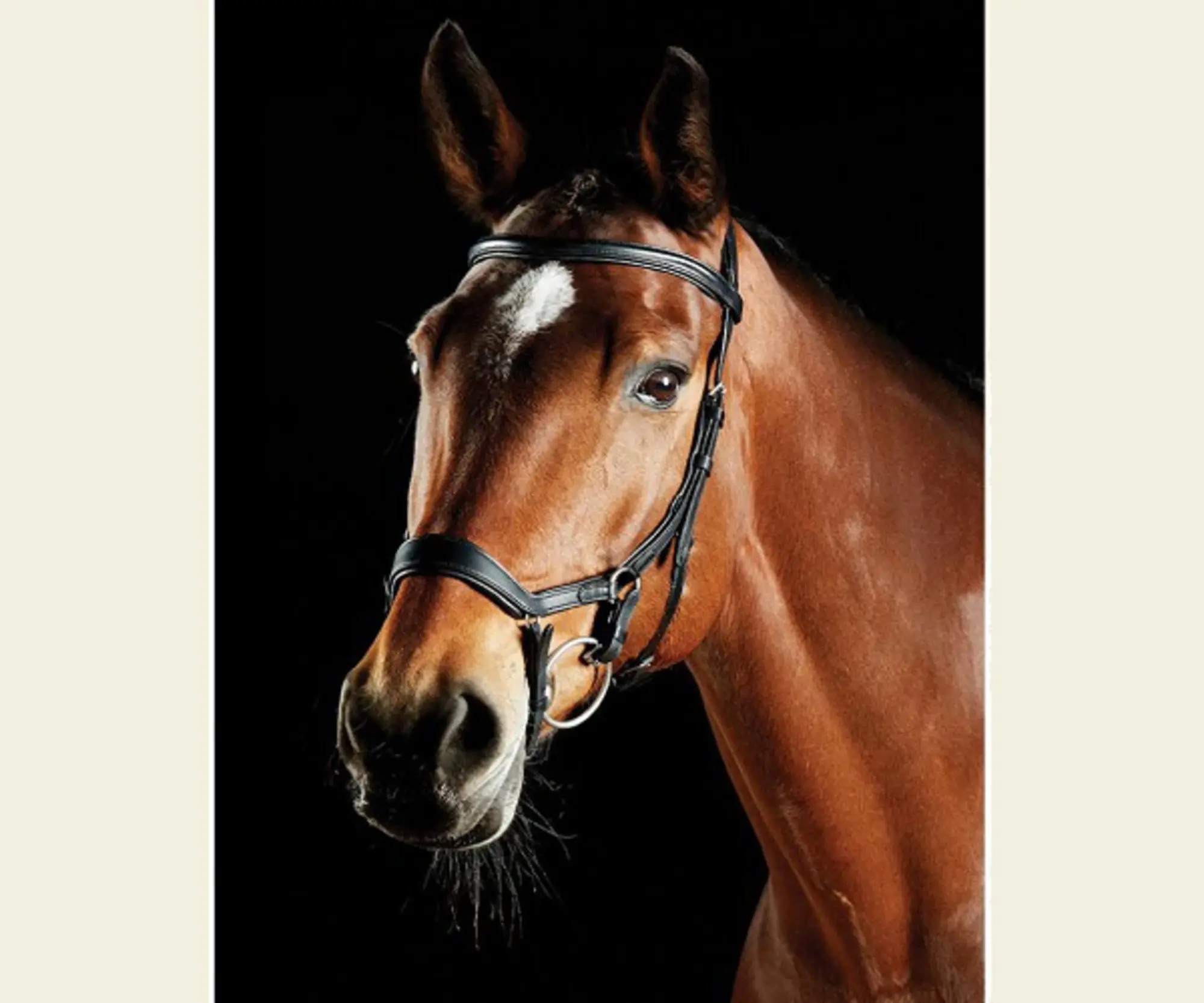 Comfitec Daina Bridle Anatomical headpiece features super soft padding throughout and is wider shaped between the horses