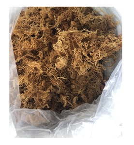 Dried Golden <b>Sea</b> <b>Moss</b> From Vietnam/Wholesale Dried Eucheuma Cottonii Golden Color Cheap Price Standard Export - Product Image 4