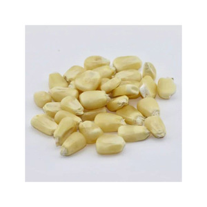 Maíz blanco premium directamente de los productores, mejor precio garantizado - Product Image 2