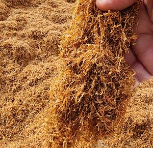 แท่งสมุนไพรม้วนสีทองแบบอินเดียธรรมชาติผสมแบบอเมริกันสมุนไพรสีทองเวอร์จิเนียใบอำพัน - Product Image 5