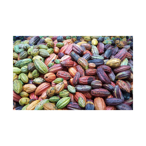 Granos de Cacao Secos de Buena Calidad, Polvo de Cacao, Manteca de Cacao/ Cacao/ Granos de Chocolate - Product Image 3
