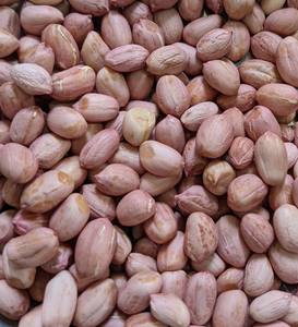Cacahuetes Rojos Crudos de Primera Calidad, al por Mayor, de la India, Tamaño Pequeño, Duración de 6 a 12 Meses, para Refrigerios y Cocina - Product Image 1