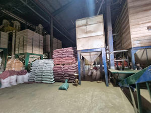 Grains de café vert Robusta S16 du Vietnam pour torréfacteurs, commerçants et exportateurs, qualité assurée, service OEM ODM, B2B - Product Image 2