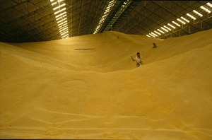 <b>Protein</b> 65% Soybean Meal for Animal Feed in <b>Bulk</b> Premium Grade - Product Image 6