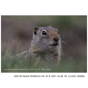 Cámara DSLR sin Espejo de Fotograma Completo de 30.4MP, Lente con Zoom, Fotografía Profesional, Grabación de Video, Renovada para una Sensibilidad Óptima - Product Image 2