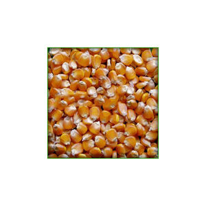 Mejor venta de calidad agrícola Corp producto maíz grano de maíz Natural puro de maíz amarillo maíz - Product Image 1