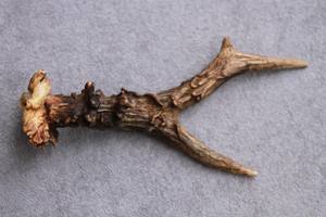 เขากวางแดงทั้งตัวพร้อมเขากวางเครื่องประดับจำนวนมาก - Product Image 5