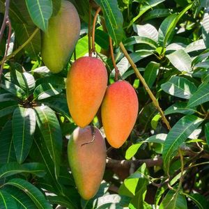 Xuất khẩu cao cấp chất lượng tươi xoài để bán - Product Image 2