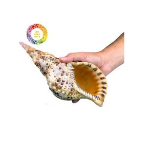 เปลือกหอยทรัมเป็ตคุณภาพสูงสำหรับงานฝีมือตู้ปลาของที่ระลึก | ส่งออกจำนวนมากจากเวียดนาม - Product Image 4