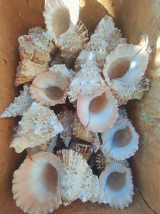 Venta al por mayor de Vietnam, concha marina Espinosa grande, producto natural del océano, exportador, precio competitivo - Product Image 5