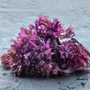 Chondrus Crispus orgánico (Seamoss Gold Purple)-Sabor distintivo para sus platos Producto de algas marinas - Product Image 3