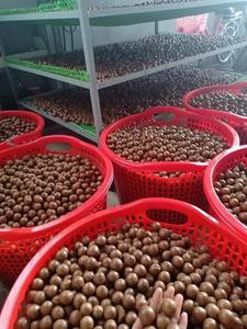 Nuez de Macadamia Vietnam Premium Nueces tostadas sin cáscara Snack natural Vietnam Origen 99 Datos de oro Mejor precio Exportación - Product Image 2