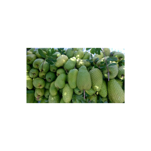 Rebanadas de Guanábana congelada de Vietnam cuidadosamente seleccionadas y procesadas IQF para máxima frescura, ideales para batidos - Product Image 3