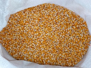 ข้าวโพดสีเหลืองเกรดมาตรฐานสำหรับมนุษย์ข้าวโพดสีเหลือง - Product Image 3