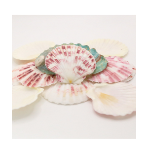 Cáscaras de vieiras secadas al sol naturales para platos de servicio de restaurante de mariscos de hotel o proyectos artesanales - Product Image 4