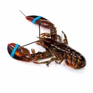 กุ้งมังกรยุโรปแช่แข็ง - ผู้จัดจำหน่ายกุ้งมังกรยุโรปขายส่งจำนวนมาก - Product Image 1