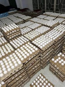 ไข่ไก่โต๊ะสดสำหรับขายจากโปแลนด์ - Product Image 5