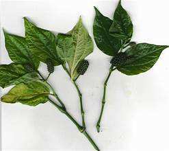 LOTLOT NATURAL CONGELADO A BASE DE PLANTAS SUPERALIMENTO ETIQUETA LIMPIA INMUNE BOOST HOJAS ENTERAS ALTA CALIDAD - Product Image 4