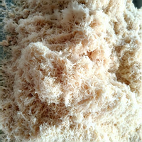 Machine industrielle de fabrication de fibres de viande (calamars, poissons, porc) en acier inoxydable, idéale pour les usines de snacks - Offre spéciale